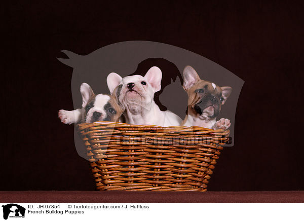 Franzsische Bulldogge Welpen / French Bulldog Puppies / JH-07854