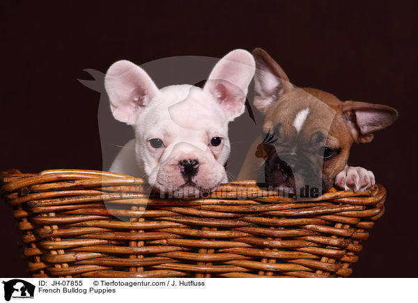 Franzsische Bulldogge Welpen / French Bulldog Puppies / JH-07855