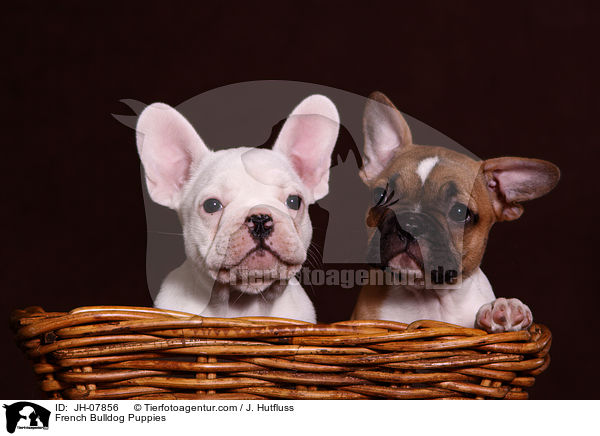Franzsische Bulldogge Welpen / French Bulldog Puppies / JH-07856