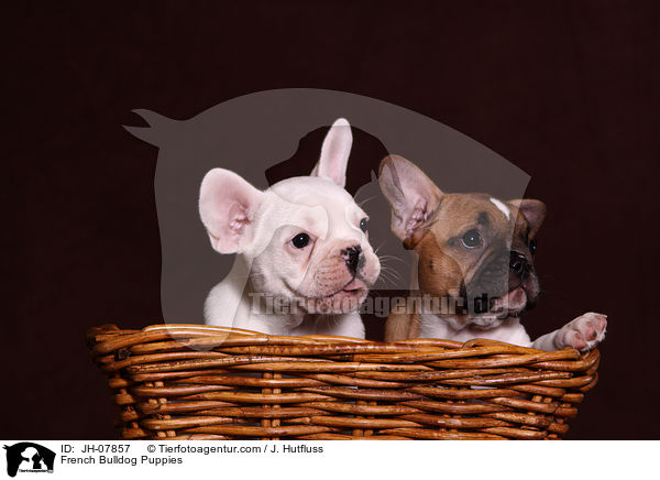 Franzsische Bulldogge Welpen / French Bulldog Puppies / JH-07857