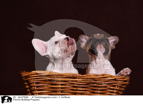 Franzsische Bulldogge Welpen / French Bulldog Puppies / JH-07858