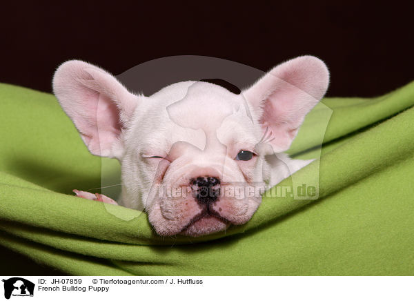 Franzsische Bulldogge Welpe / French Bulldog Puppy / JH-07859