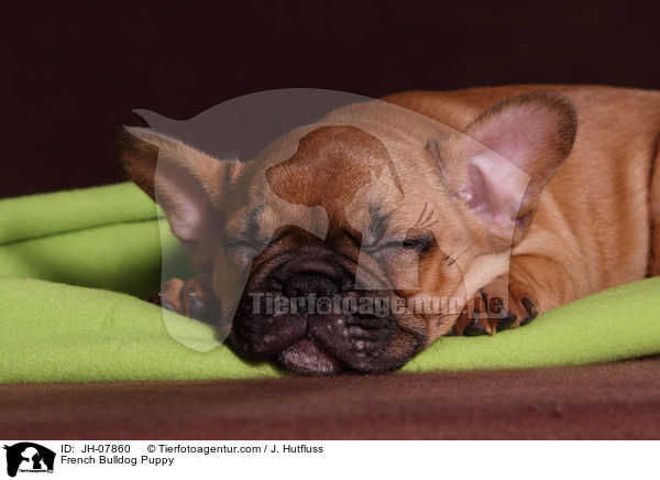 Franzsische Bulldogge Welpe / French Bulldog Puppy / JH-07860