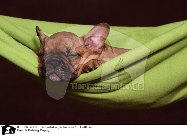 Franzsische Bulldogge Welpe / French Bulldog Puppy / JH-07861