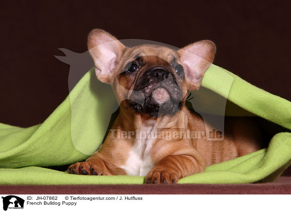 Franzsische Bulldogge Welpe / French Bulldog Puppy / JH-07862