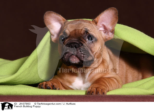 Franzsische Bulldogge Welpe / French Bulldog Puppy / JH-07863