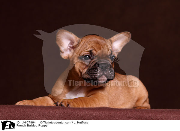 Franzsische Bulldogge Welpe / French Bulldog Puppy / JH-07864