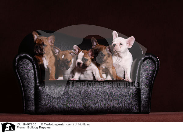 Franzsische Bulldogge Welpen / French Bulldog Puppies / JH-07865