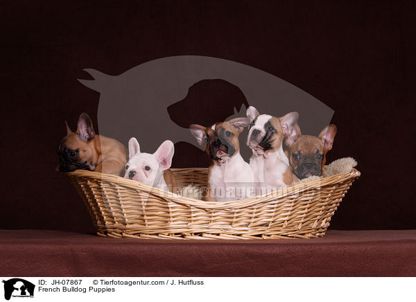 Franzsische Bulldogge Welpen / French Bulldog Puppies / JH-07867