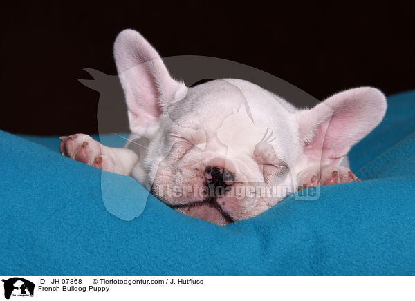 Franzsische Bulldogge Welpe / French Bulldog Puppy / JH-07868
