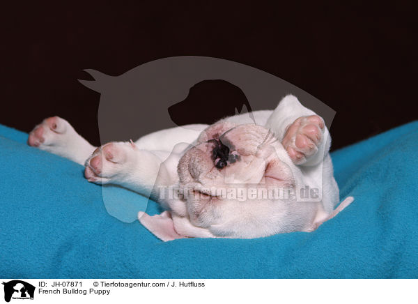 Franzsische Bulldogge Welpe / French Bulldog Puppy / JH-07871