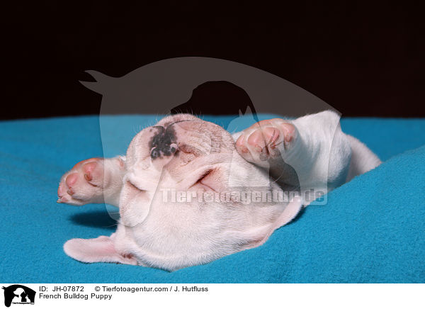 Franzsische Bulldogge Welpe / French Bulldog Puppy / JH-07872
