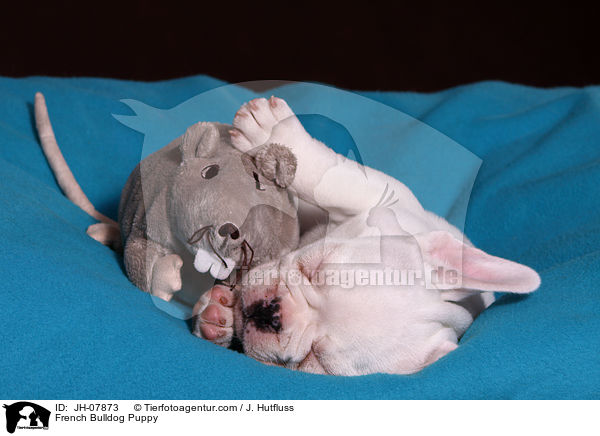 Franzsische Bulldogge Welpe / French Bulldog Puppy / JH-07873