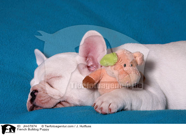 Franzsische Bulldogge Welpe / French Bulldog Puppy / JH-07874