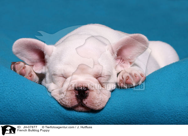 Franzsische Bulldogge Welpe / French Bulldog Puppy / JH-07877