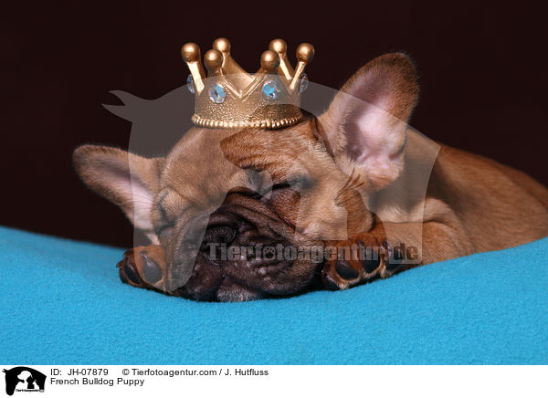 Franzsische Bulldogge Welpe / French Bulldog Puppy / JH-07879