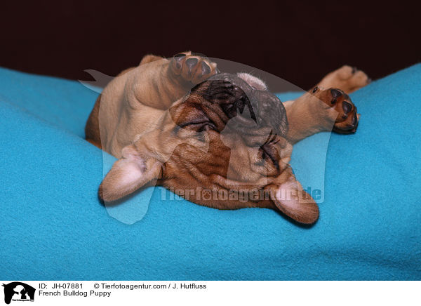 Franzsische Bulldogge Welpe / French Bulldog Puppy / JH-07881