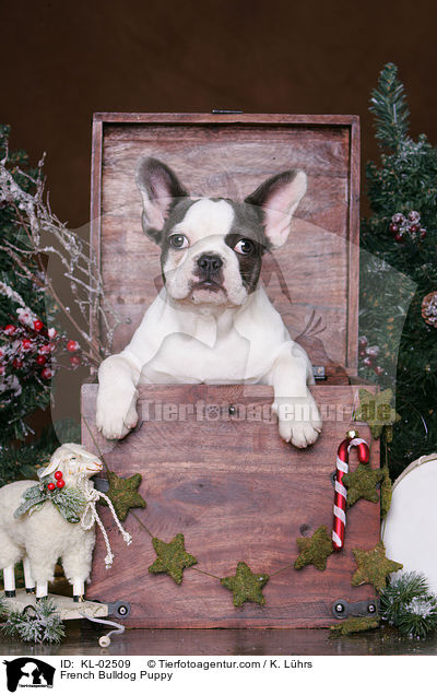 Franzsische Bulldogge Welpe / French Bulldog Puppy / KL-02509