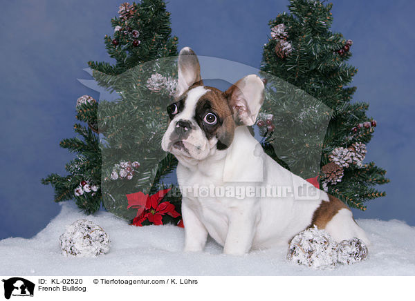 Franzsische Bulldogge / French Bulldog / KL-02520