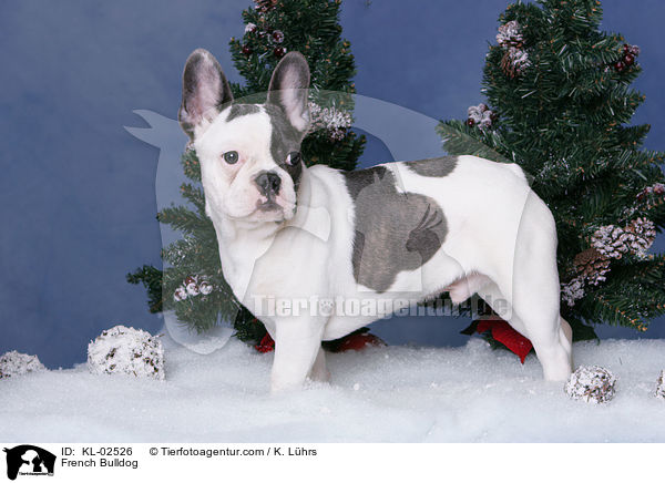 Franzsische Bulldogge / French Bulldog / KL-02526