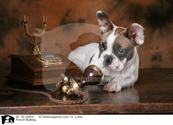 Franzsische Bulldogge / French Bulldog / KL-02531