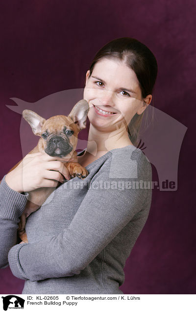 Franzsische Bulldogge Welpe / French Bulldog Puppy / KL-02605
