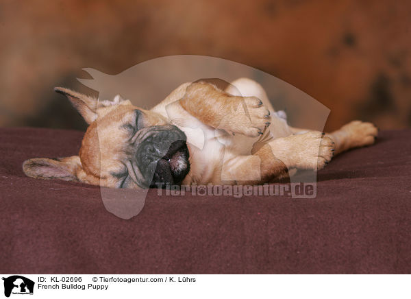 Franzsische Bulldogge Welpe / French Bulldog Puppy / KL-02696