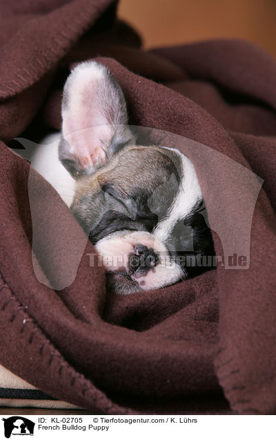 Franzsische Bulldogge Welpe / French Bulldog Puppy / KL-02705