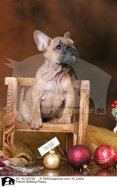 Franzsische Bulldogge Welpe / French Bulldog Puppy / KL-02709