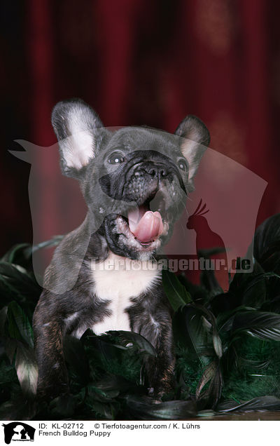 Franzsische Bulldogge Welpe / French Bulldog Puppy / KL-02712