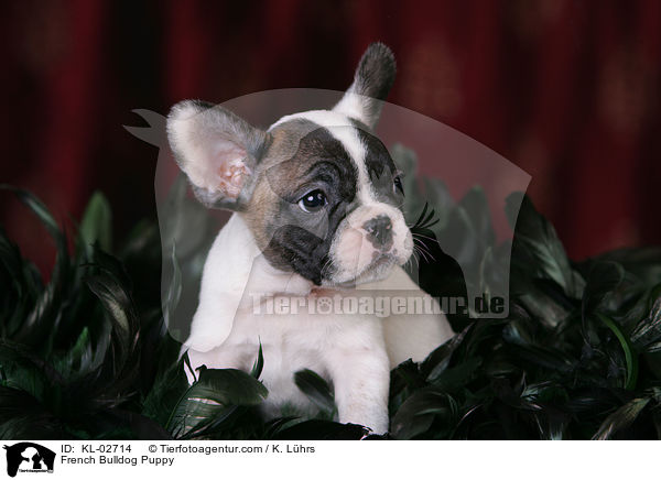 Franzsische Bulldogge Welpe / French Bulldog Puppy / KL-02714