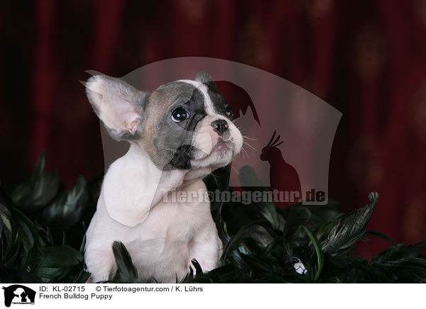 Franzsische Bulldogge Welpe / French Bulldog Puppy / KL-02715