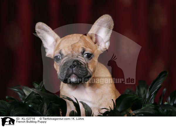Franzsische Bulldogge Welpe / French Bulldog Puppy / KL-02716
