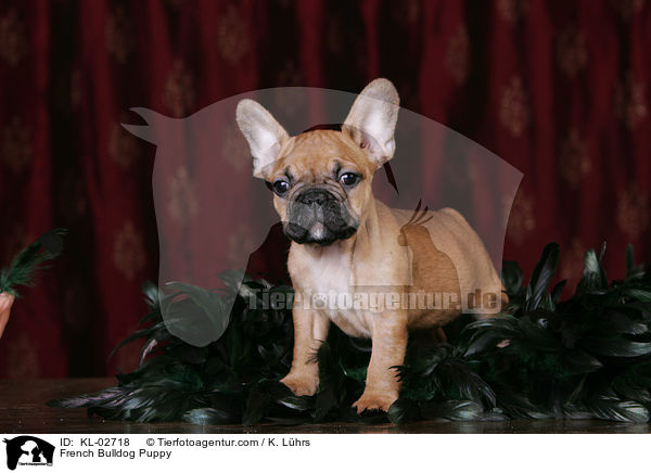 Franzsische Bulldogge Welpe / French Bulldog Puppy / KL-02718
