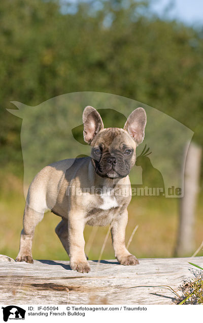 stehende Franzsische Bulldogge / standing French Bulldog / IF-05094