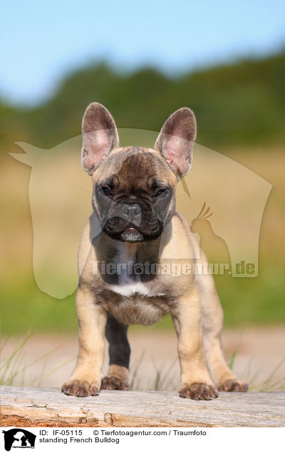 stehende Franzsische Bulldogge / standing French Bulldog / IF-05115