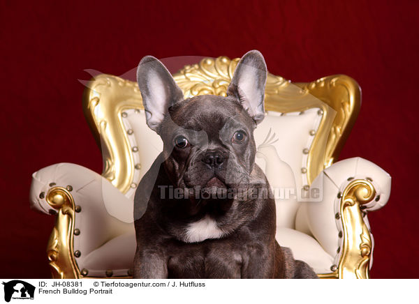 Franzsische Bulldogge Portrait / French Bulldog Portrait / JH-08381