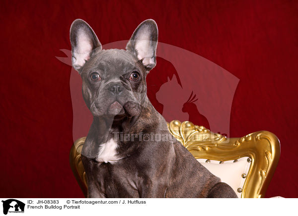 Franzsische Bulldogge Portrait / French Bulldog Portrait / JH-08383