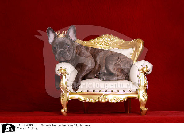 Franzsische Bulldogge / French Bulldog / JH-08385