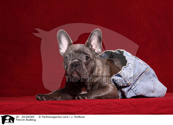 Franzsische Bulldogge / French Bulldog / JH-08389