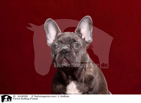 Franzsische Bulldogge Portrait / French Bulldog Portrait / JH-08390