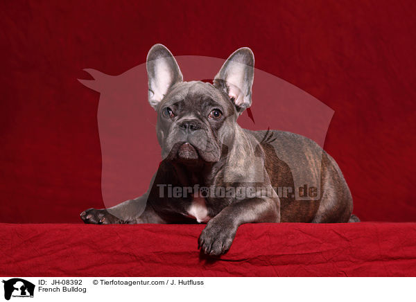 Franzsische Bulldogge / French Bulldog / JH-08392