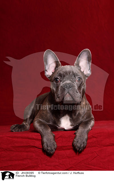 Franzsische Bulldogge / French Bulldog / JH-08395