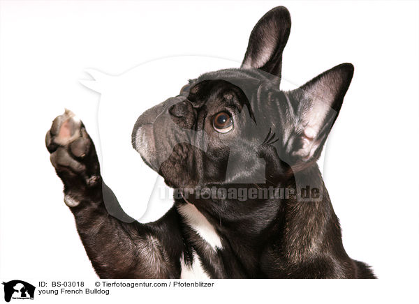 junge Franzsische Bulldogge / young French Bulldog / BS-03018