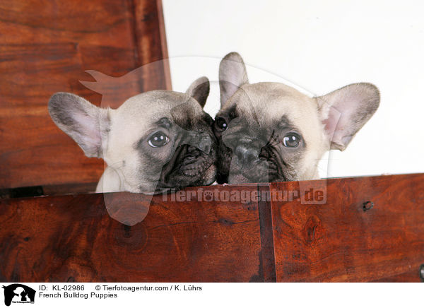 Franzsische Bulldogge Welpen / French Bulldog Puppies / KL-02986