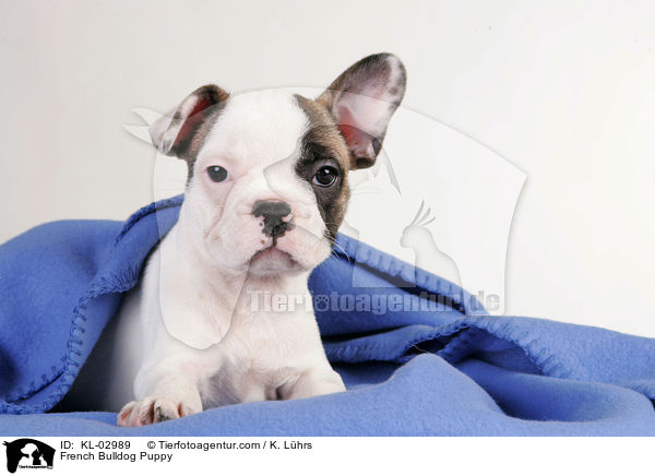 Franzsische Bulldogge Welpe / French Bulldog Puppy / KL-02989