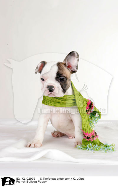 Franzsische Bulldogge Welpe / French Bulldog Puppy / KL-02996