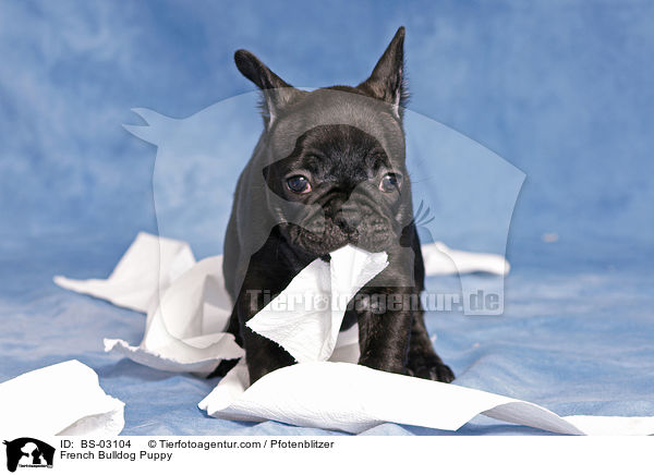 Franzsische Bulldogge Welpe / French Bulldog Puppy / BS-03104