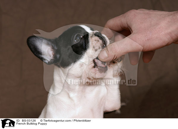 Franzsische Bulldogge Welpe / French Bulldog Puppy / BS-03126
