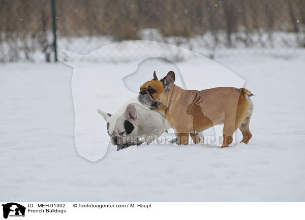 Franzsische Bulldoggen / French Bulldogs / MEH-01302